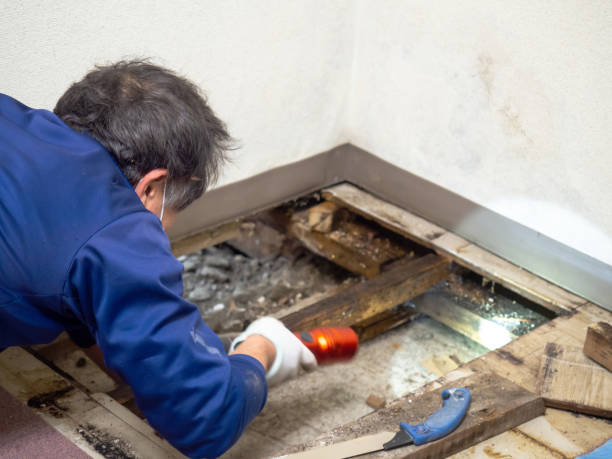 Professional Mold Removal in Camden, OH