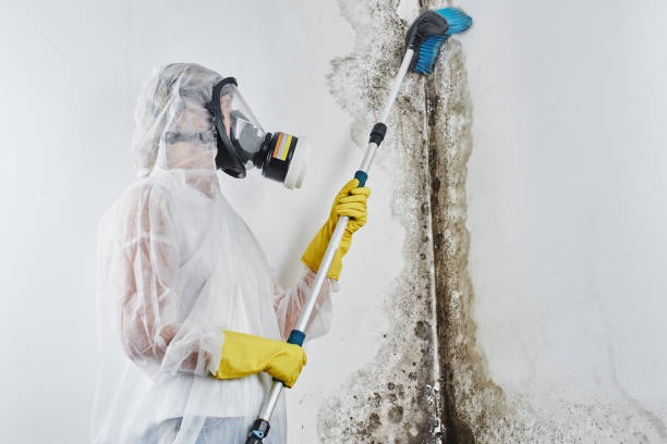 Best Fast Mold Removal  in Camden, OH