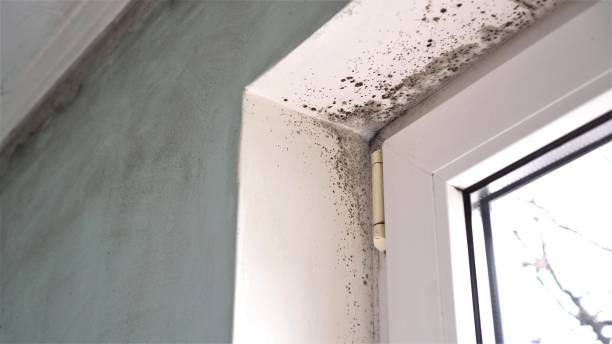 Best Mold Testing  in Camden, OH