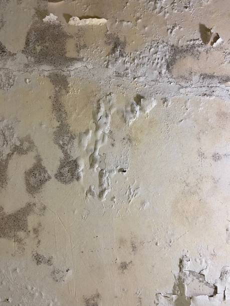 Best Mold Inspection  in Camden, OH
