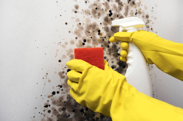 Best Mold Removal Company Near Me  in Camden, OH
