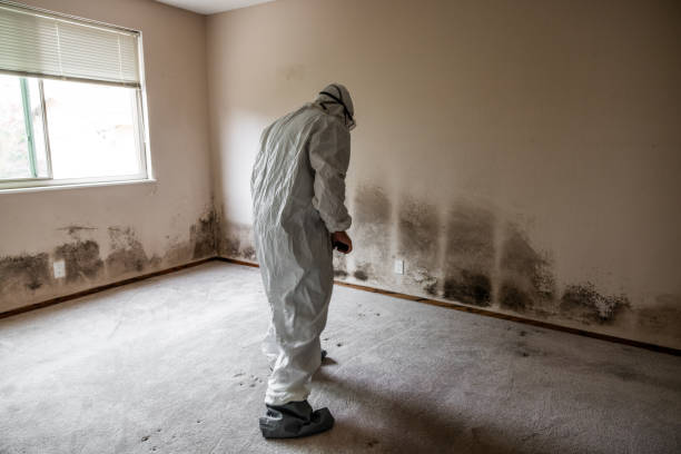 Certified Mold Removal in Camden, OH
