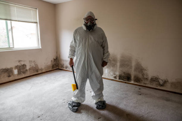 Attic Mold Removal in Camden, OH