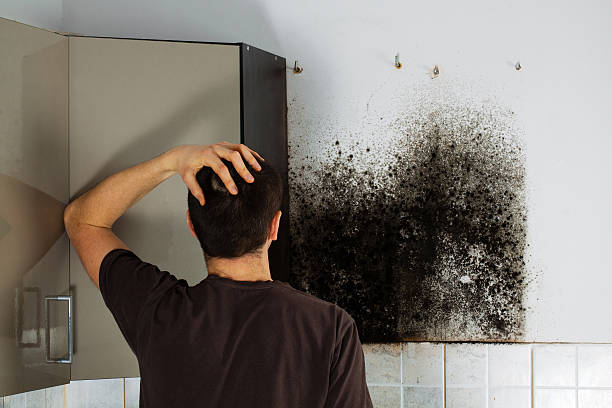 Best Same-Day Mold Removal  in Camden, OH