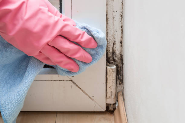 Best Mold Remediation  in Camden, OH