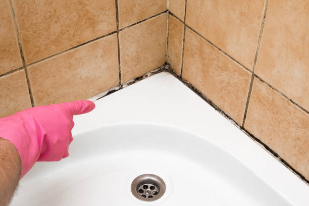 Best Attic Mold Removal  in Camden, OH